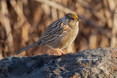 Golden-crowned-Sparrow;One;Sparrow;Zonotrichia-atricapilla;avifauna;bird;birds;c